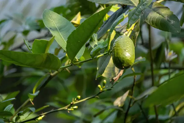 Fresh green lemon hanging in a lemon tree in the garden. It is also known as Nimboo, Lebu, Nimbu, Limbura, Nim bura, citrus fruit, citrus limon, Nemu, Champra, Neembu, Elumicchai.