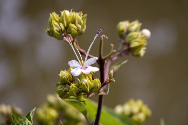 Güzel Hill zafer çardağı (Clerodendrum infortunatum) kırsal yol kenarında çiçek açıyor. Bangladeş 'te Bhat Flower veya Ghetu Ful olarak bilinir..