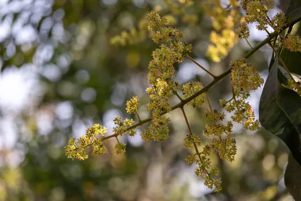 Mango flowers are blooming on mango trees on blurred background. A mango tree branch with mango flower bouquet.