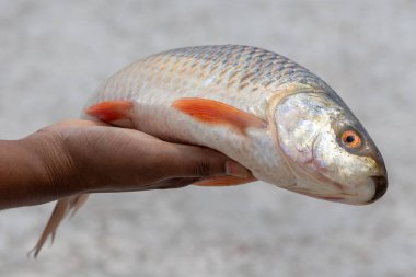 Bir kadının elinde taze çiğ Rui balığı ve güzel bulanık bir geçmişi var. Bu balığa Rohu (Labeo rohita), Hint sazan balığı, Ruhi veya Roho labeo da denir..