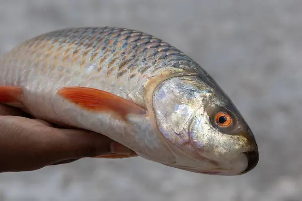 Fresh raw Rui fish in a woman's hand with blurred background. This fish is a member of the carp family and is also known as Rohu (Labeo rohita), Indian carp, Ruhi, or Roho labeo.
