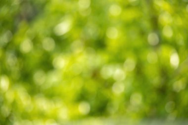 Doğa yeşili, güneşli bir günde Bokeh 'ten ayrılıyor. Soyut arkaplan