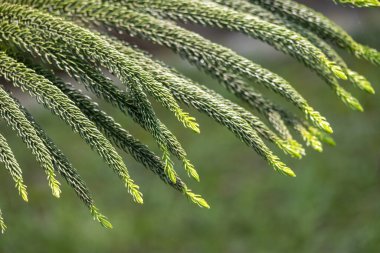 Sivri uçlu yeşil çam yaprakları bir demet halinde sarkmış. Ayrıca Araucaria heterofilla, ev çamı, yaşayan Noel ağacı, Polinezya çamı, yıldız çamı ve üçgen ağacı olarak da bilinir..