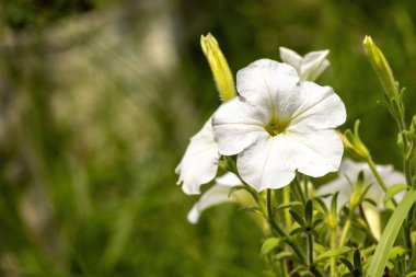 Beautiful white Petunia axillaris flower blooming in the garden on a sunny day with a blurred background. Petunias are flowers in many colors, including white, pink, red, violet, and mixed colors. clipart