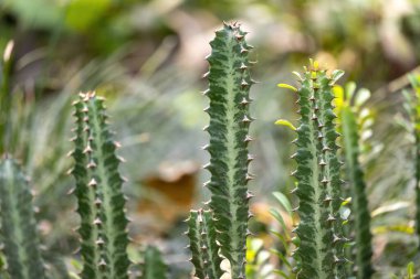 Bahçedeki kaktüs bitkisinin arkası bulanık.