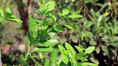 Taze yeşil yaprakları rüzgarda sallanan bir limon ağacı dalı..