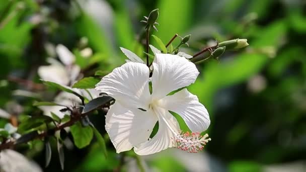 白色的芙蓉花在自然花园里迎风飘扬 这种植物也被称为 中国玫瑰 玫瑰马洛尔 Sembaruthi Shoeblackplant Hawaii Ian Hibiscus Luna — 图库视频影像