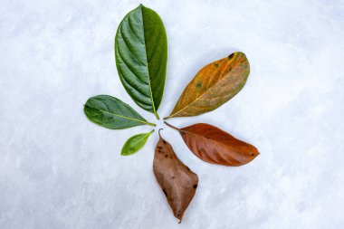 Meyve ağacının farklı yaşlardaki yaprakları bir çemberin içinde sıralanır. Yaşam döngüsü ve yaşlanma kavramı. Beşikten mezara. Doğumdan ölüme.