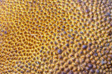 Jackfruit dokusu kapatma arkaplanı.