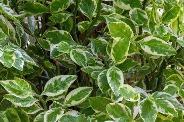 Euphorbia timaloides (Şeytan 'ın omurgası) bitkisi arkaplanı terk eder.