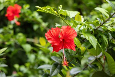 Bahçede açan güzel kırmızı Hibiscus rosa-sinensis çiçeği. Ayrıca Çin gülü, Hawaii amfibisi, gül tozu, ayakkabı boyası, Çin gülü ve ayakkabı çiçeği olarak da bilinir..