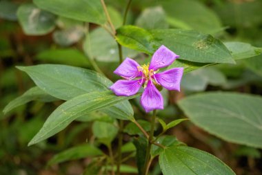 Güzel Malabar Melastome (Melastoma malabathricum) ormanda çiçek açar. Hindistan rhododendronu, Singapur rhododendronu ve Senduduk olarak da bilinir..