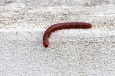 Rusty Millipede (Trigoniulus corallinus) walking on wall. clipart