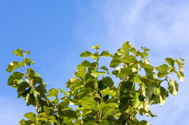 Mavi gökyüzü arkaplanlı ağaç yaprakları.