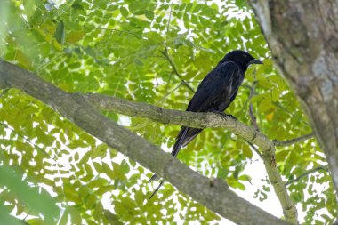 Siyah bir drongo kuşu ağaç dalında oturuyor.