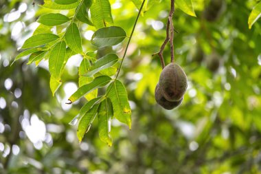 Ağaç dalında asılı iki domuz eriği (Spondias mombin). Ayrıca sarı mombin, İspanyol eriği, Ambazhanga, AmateKaayi, Ambadde, Cajazeira, Haziran eriği, Monkey mombin veya Purple mombin olarak da bilinir..