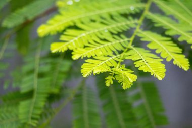 Bulanık arkaplanı olan güzel yeşil amlaki yaprakları..