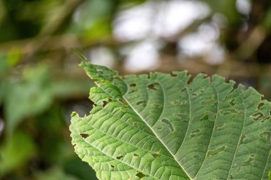 Tırtıllar tarafından yenmiş yeşil fındık yaprağı..