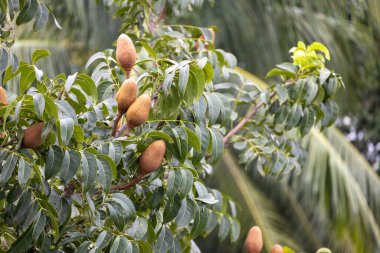 Tree branches with green leaves and mahogany fruits. The wood of the mahogany tree is very strong which is used to make furniture, musical instruments, boats, paneling, flooring, and other items. clipart