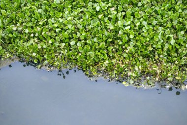 Kirlenmiş siyah suya karşı yeşil su sümbülünün (Eichhornia crassipes) katıksız kontrastı. Suyun akışını engelliyor. Çevre ve su kirliliği kavramı.