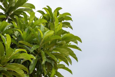 Fil elması ya da kiraz ağacı yaprakları açık mavi gökyüzü arka planına karşıdır. Bilimsel adı Dillenia indica.