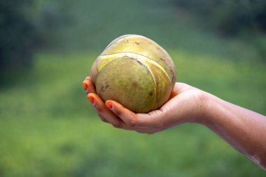 Elde fil elması tutan kadın (Dillenia indica) ya da bulanık doğa arka planına sahip chalta meyvesi.
