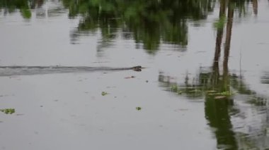 Bir yılan yiyecek aramak için bataklık gölünde yüzüyor.