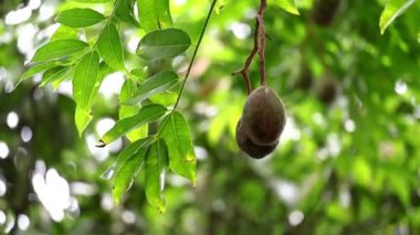 İki domuz eriği (Spondias mombin) ağaç dalında asılı, doğal bulanık arka planda. Ayrıca sarı mombin, İspanyol eriği, haziran eriği, maymun mombin veya mor mombin olarak da bilinir..