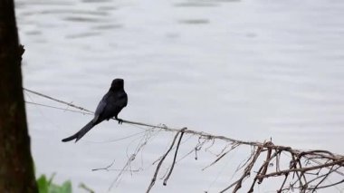 Kara bir kuş ipe tünemiş, tüyleri ve kuyruğu rüzgarda hareket ediyor. Yavaşça akan bir su akıntısının arka planı. Siyah drongo (Dicrurus makrocercus), Asyalı küçük bir kuş türüdür..