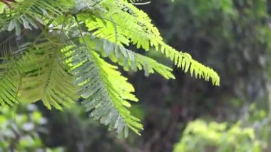 Royal Poinciana 'nın (Delonix regia) taze yeşil yaprakları açık güneşli bir günde rüzgarda sallanıyor. Krishnachura ağaç yapraklarının yakın çekimi havada hareket ediyor.