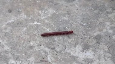 Beton zeminde sürünen çok bacaklı kırmızı bir kırkayak. Kırkayaklara genellikle bin bacaklı denir, ama tipik olarak 100 bacaktan daha az bacağı vardır..