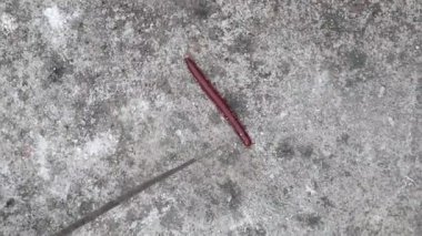 Beton zeminde yürüyen kırmızı bir kırkayak ve dokunurken vücudunu yuvarladı. Kırkayaklara genellikle bin bacaklı denir..