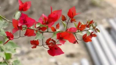 Güzel portakal kırmızısı veya kırmızımsı turuncu renkli bougainvillea çiçekleri meltemde sallanırken bulanık arka planda.