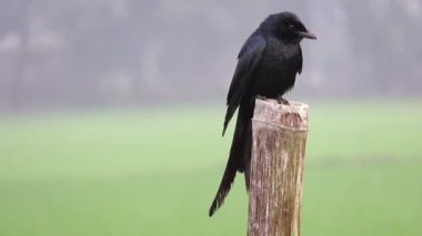 Siyah bir drongo (Dicrurus makrocercus) bir bambu direğinin üzerinde dinlenen ve bulanık, doğal yeşil bir arka plana bakan bir kuş. Bangladeş 'te Finge Pakhi olarak bilinir..