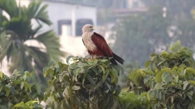 Bir Brahminy uçurtması bir ağaç dalına tünemiş dinleniyor ve çevreyi gözlemliyor. Bilimsel adı Haliastur Endüstri ve Kızıl Sırtlı Deniz Kartalı, Rufous Eagle, Kızıl Sırtlı Uçurtma olarak da bilinir..