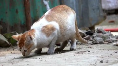 Şirin bir kedi köy evinin bahçesinde balık yiyor ve tuhaf bir şekilde kameraya bakıyor..