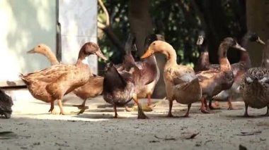Yerli Bangladeş ördekleri bir sabah avluda toplanırlar..