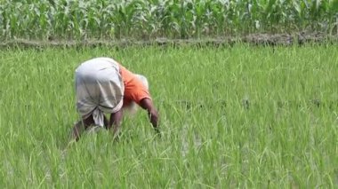 Kishoreganj, Bangladeş - 18 Şubat 2024: Bangladeş 'te bir çiftçi yabani otları temizleyerek pirinç tarlalarıyla ilgileniyor.