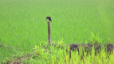 Hint Pied Myna (Gracupica contra) kuşu çeltik tarlasında bir bambu direğine tünemiş ve cıvıldıyor. Asya Pied Starling olarak da bilinir..