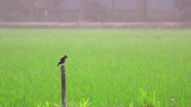 Bir Hint Pied Myna (Gracupica contra) kuşu pirinç tarlasında bir direğe tünemiş ve cıvıldıyor. Bu ayrıca Asya Pied Starling olarak da bilinir..