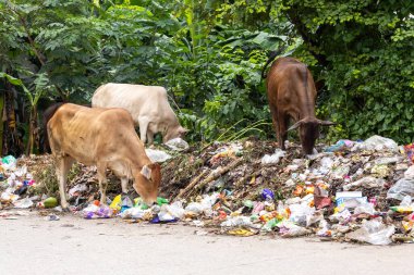 Sokaklarda çöp yiyen inekler, Bangladeş 'te çevre kirliliği. İnsanların hayvan ve çevre üzerindeki etkileri.
