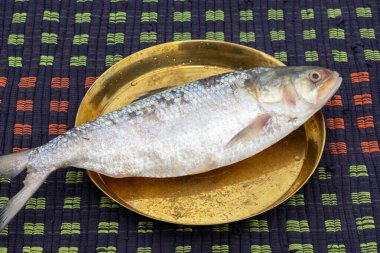 One whole fresh raw Hilsa fish (Tenualosa ilisha) on a brass plate. It is called Ilish in Bengali. It is the national fish of Bangladesh. It is also famous in West Bengal, India. clipart