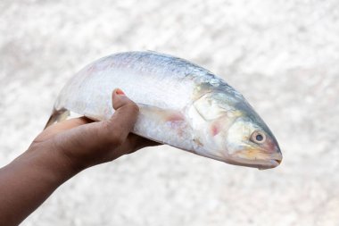 Güzel bulanık bir geçmişi olan bir kadının elinde taze çiğ Hilsa balığı. Bu balığın adı Bengalce 'de Ilish. Bangladeş 'in ulusal balığı ve Hindistan' ın Batı Bengal eyaletinin balığıdır..