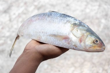 Güzel bulanık bir geçmişi olan bir kadının elinde taze çiğ Hilsa balığı. Bu balığın adı Bengalce 'de Ilish. Bangladeş 'in ulusal balığıdır..