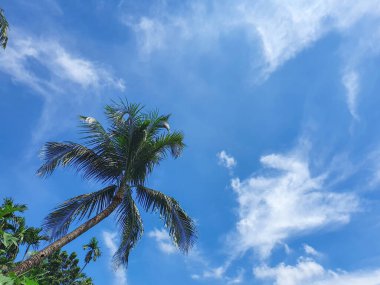 Uzun hindistan cevizi ağacı ve gür yaprakları yumuşak bulutlu mavi gökyüzüne karşı..