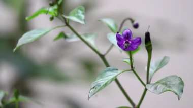 Bahçede açan mor biber çiçeği, bulanık arka plan..