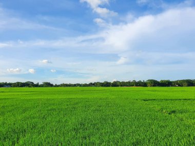 Güzel yeşil çeltik tarlaları mavi gökyüzünün altında kabarık bulutlarla kaplı. Bangladeş kırsalından huzurlu bir manzara, yerel pirinç çiftliği manzarasını gözler önüne seriyor.