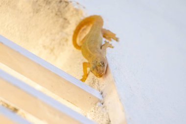 Evin iç duvarında bir kertenkele.