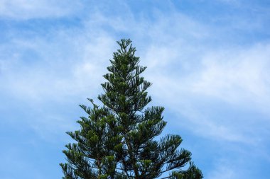 Bulutlu güzel mavi gökyüzüne karşı bir çam ağacı.