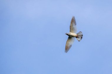 Evcil bir güvercin mavi gökyüzüne doğru uçuyor..